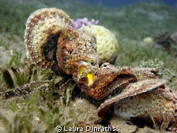 Devil scorpionfishes fighting by Laura Dinraths 